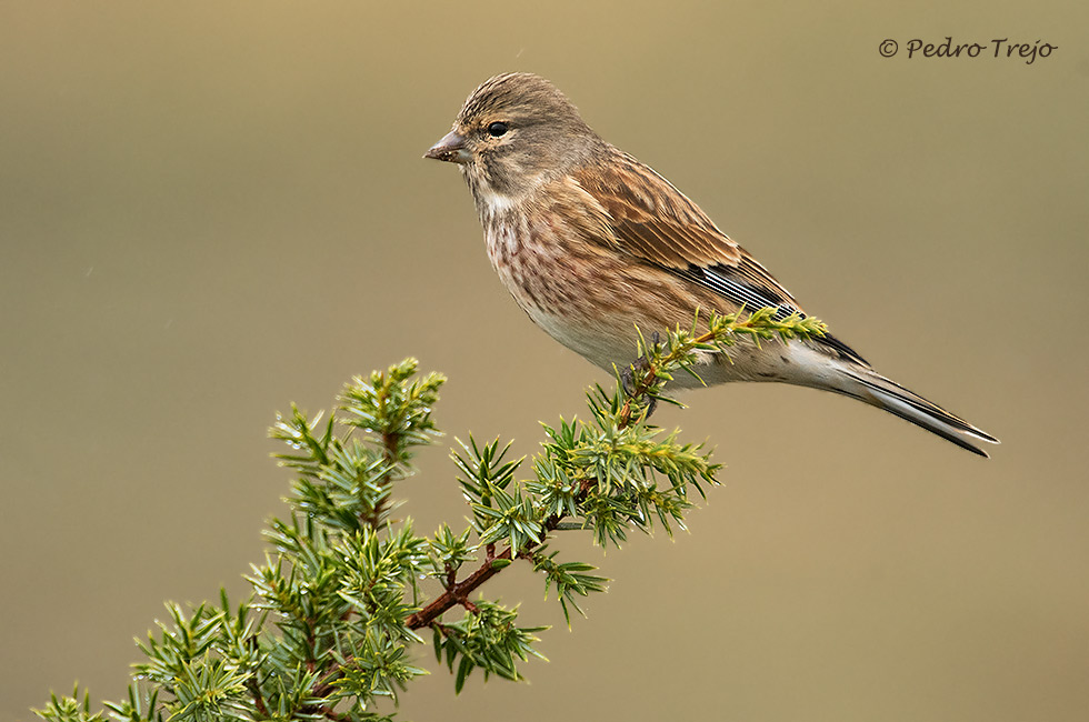 Pardillo común (Carduelis cannabina)